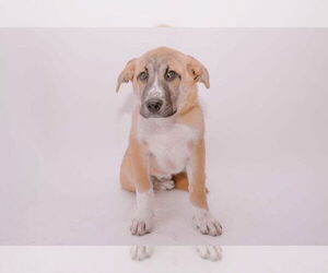 German Shepherd Dog-Unknown Mix Dogs for adoption in New London, WI, USA