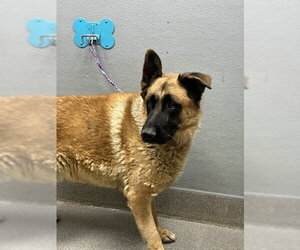 German Shepherd Dog-Unknown Mix Dogs for adoption in Las Vegas, NV, USA