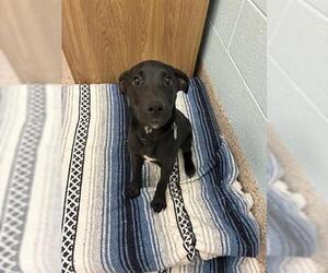 Labrador Retriever-Unknown Mix Dogs for adoption in Brighton, CO, USA