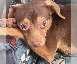 Chihuahua-Unknown Mix Dogs for adoption in Spring Lake, NC, USA