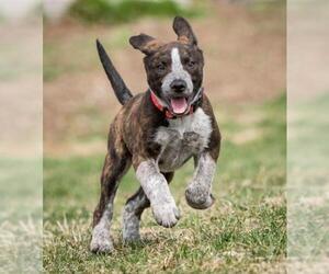 Catahoula Leopard Dog Dogs for adoption in Walnutport, PA, USA