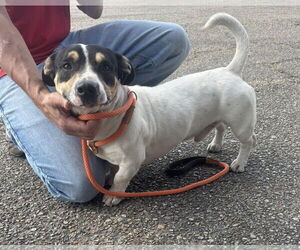 Pembroke Welsh Corgi-Unknown Mix Dogs for adoption in Oakhurst, NJ, USA