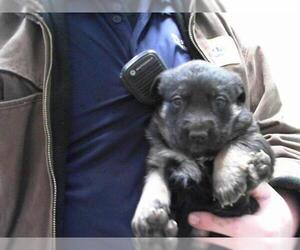 German Shepherd Dog-Unknown Mix Dogs for adoption in Tulsa, OK, USA
