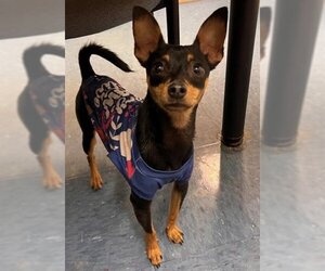 Miniature Pinscher Dogs for adoption in Santa Maria, CA, USA