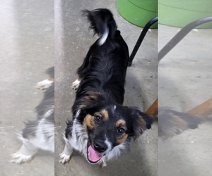 Australian Shepherd-Unknown Mix Dogs for adoption in Cuba, NY, USA