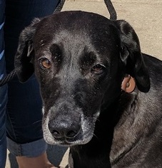 Small Labrador Retriever Mix