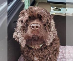 Cocker Spaniel Dogs for adoption in Harrisburg, PA, USA