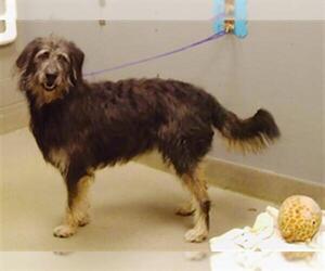 Shepadoodle Dogs for adoption in Las Vegas, NV, USA