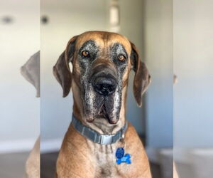 Great Dane Dogs for adoption in Lakewood, CO, USA