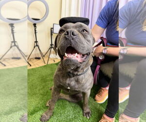 Mutt Dogs for adoption in Goodyear, AZ, USA