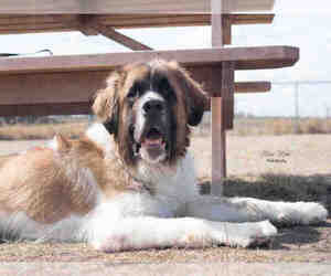 Saint Bernard Dogs for adoption in Grasswood, Saskatchewan, Canada