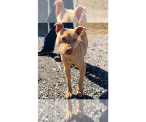 American Staffordshire Terrier-Labrador Retriever Mix Dogs for adoption in Brewster, NY, USA