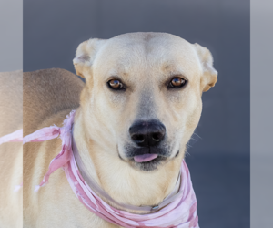 Labrador Retriever-Unknown Mix Dogs for adoption in Pasadena, CA, USA