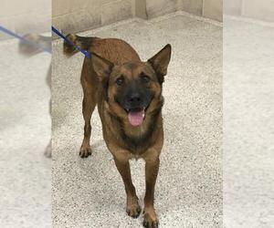 Mutt Dogs for adoption in Conroe, TX, USA