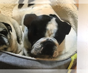 Bulldog Dogs for adoption in Waldron, AR, USA