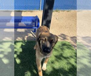 Shollie Dogs for adoption in HESPERIA, CA, USA