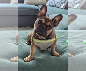 French Bulldog Dogs for adoption in High Point, NC, USA