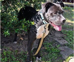 Bullboxer Pit Dogs for adoption in Ocala, FL, USA