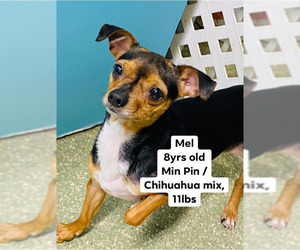 Chipin Dogs for adoption in Fort Lauderdale, FL, USA