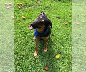 Shepradors Dogs for adoption in Temple, GA, USA