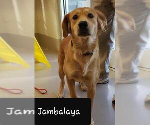 Golden Labrador Dogs for adoption in Johnson City, TN, USA