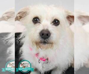 Mutt Dogs for adoption in Kennesaw, GA, USA