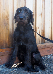 Labradoodle Dogs for adoption in Palo Alto, CA, USA