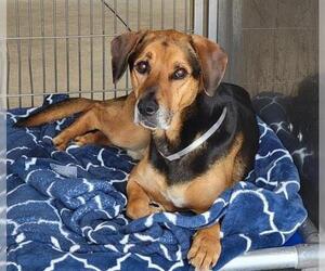 American Foxhound Dogs for adoption in Downey, CA, USA