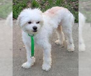 Maltese-Unknown Mix Dogs for adoption in San Antonio, TX, USA