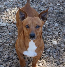 Dorgi Dogs for adoption in Canton, CT, USA