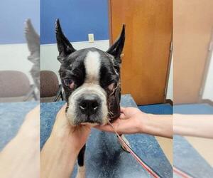 Boston Terrier Dogs for adoption in New York, NY, USA