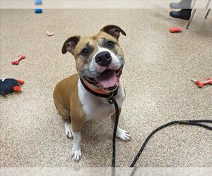 American Staffordshire Terrier-Unknown Mix Dogs for adoption in Springfield, MA, USA
