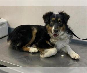 Australian Shepherd-Unknown Mix Dogs for adoption in Visalia, CA, USA