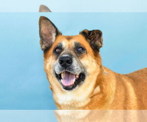 German Shepherd Dog Dogs for adoption in Pasadena, CA, USA