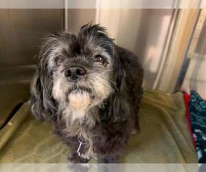 Lhasa-Poo Dogs for adoption in Rancho Cucamonga, CA, USA