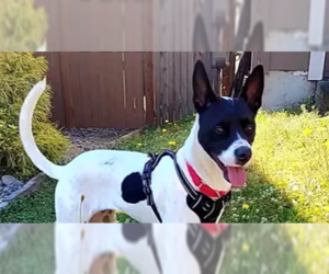 Basenji-Unknown Mix Dogs for adoption in Auburn, WA, USA