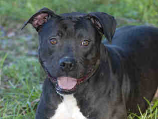 Bull Terrier Dogs for adoption in Tavares, FL, USA