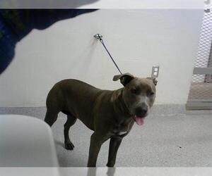 American Pit Bull Terrier Dogs for adoption in Pasadena, TX, USA
