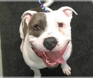 American Pit Bull Terrier Dogs for adoption in Missoula, MT, USA