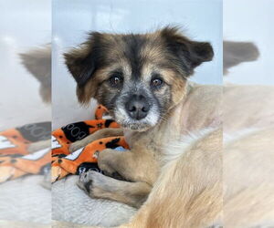 Mutt Dogs for adoption in Stockton, CA, USA