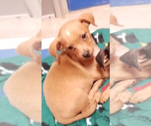 Chiweenie Dogs for adoption in Guthrie, OK, USA