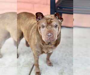 Chinese Shar-Pei Dogs for adoption in Pittsburg, CA, USA