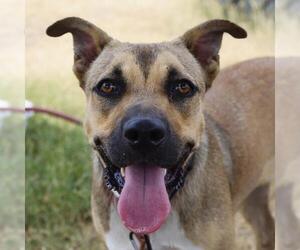 Black Mouth Cur-Unknown Mix Dogs for adoption in San Antonio, TX, USA