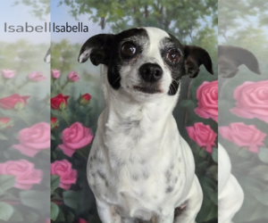 Chihuahua-Unknown Mix Dogs for adoption in Phelan, CA, USA