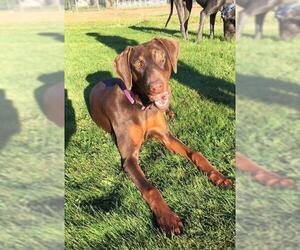 Doberman Pinscher Dogs for adoption in Battle Ground, WA, USA