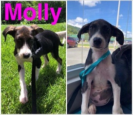 Mutt Dogs for adoption in Jenkintown, PA, USA