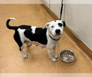 American Pit Bull Terrier-Unknown Mix Dogs for adoption in Martinez, CA, USA