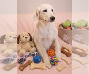 Great Pyrenees Dogs for adoption in Queen Creek, AZ, USA