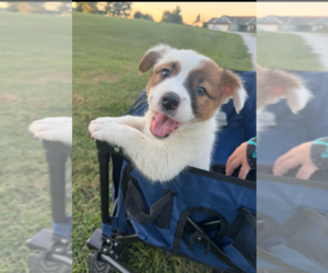 Mutt Dogs for adoption in Foristell, MO, USA