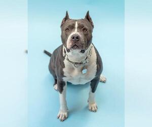 American Pit Bull Terrier-Staffordshire Bull Terrier Mix Dogs for adoption in Pasadena, CA, USA